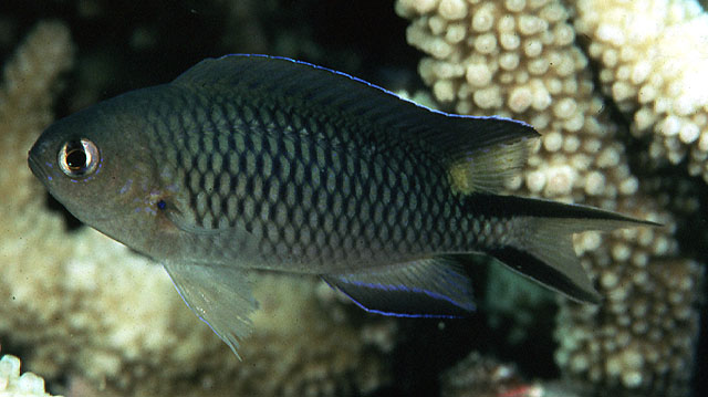 Pomachromis richardsoni